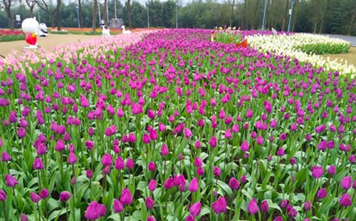 長(zhǎng)壽湖郁金香