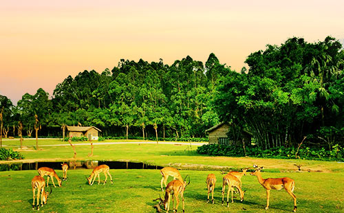 廣東長隆野生動(dòng)物園1