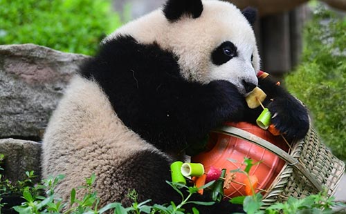 大熊貓保護研究中心1